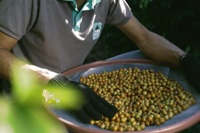 COFFEE HARVEST 2020: CERRADO MINEIRO EXPECTS HIGHER QUALITY HARVEST