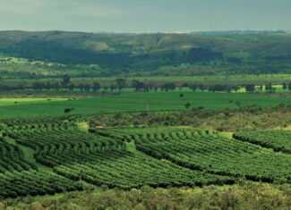 Sebrae Minas, Senai e Expocacer assinam parceria que beneficiará cafeicultores do Cerrado Mineiro