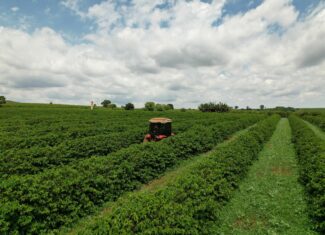 Relatório da Expocacer aponta meta com aumento de 92% de café regenerativo até 2027